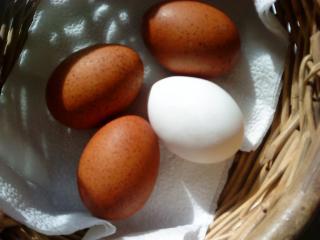 19483_marans_eggs.jpg