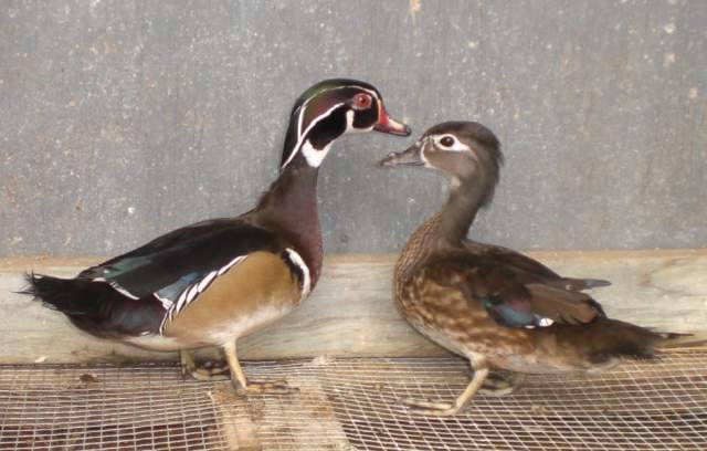 19514_cimg0990-cropped.jpg