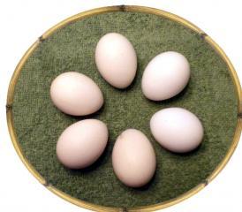 19514_fayoumi_egg_photo.jpg