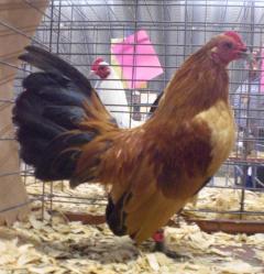 19514_ginger_red_rooster.jpg