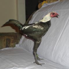 19514_modern_game_-_birchen_-_rooster.jpg