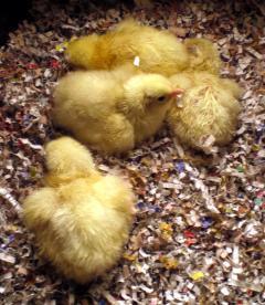 19514_stimpy_rock_chicks.jpg
