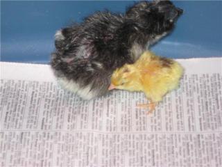 19534_bc_marans_a_m_quail_chicks_1-2-10.jpg