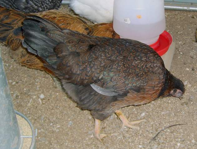 19548_barnevelder_red008.jpg