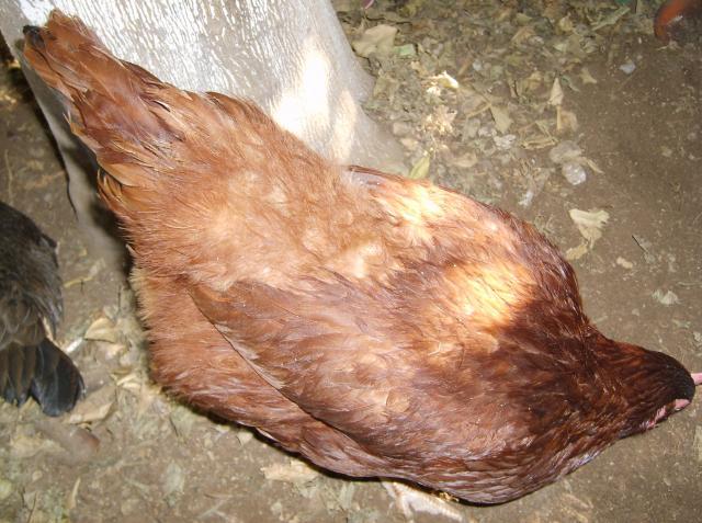 19548_broody_hen_-_ladys_in_waiting_004.jpg