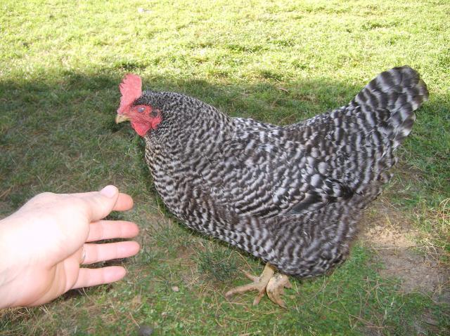 19548_broody_hen_-_ladys_in_waiting_009.jpg