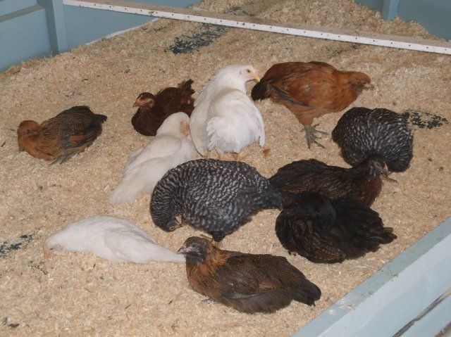 19548_chickens_002.jpg