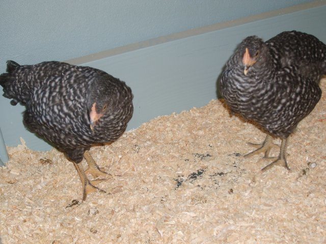 19548_chickens_007.jpg