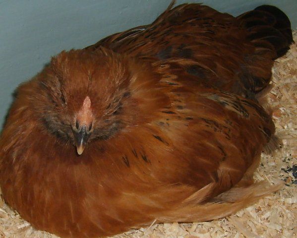 19548_chickens_011.jpg