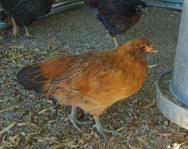 19548_chickens_0141.jpg
