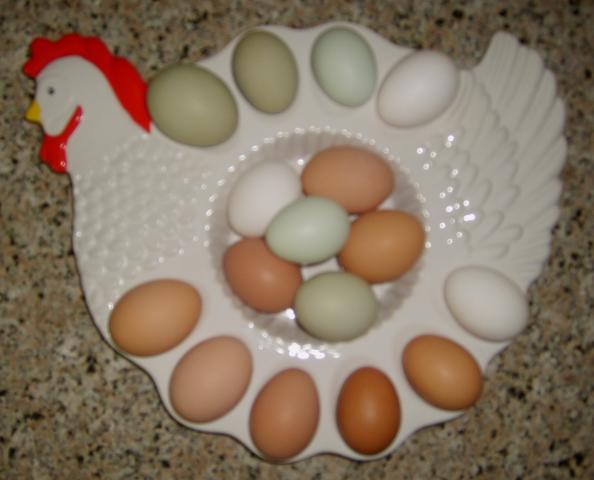 19548_eggs_003.jpg