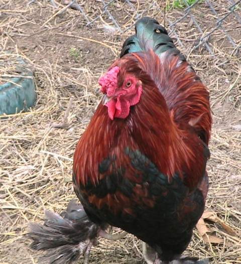 What kind of rooster do I have? | BackYard Chickens