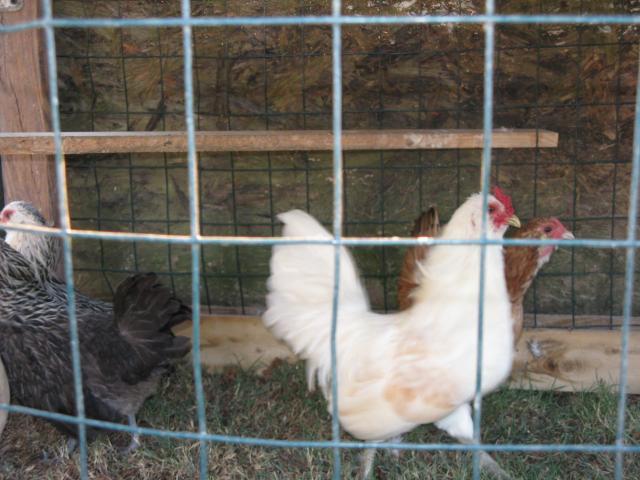 19588_chicks_aug_007.jpg
