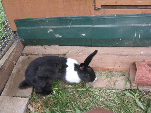 19588_rabbit_010.jpg