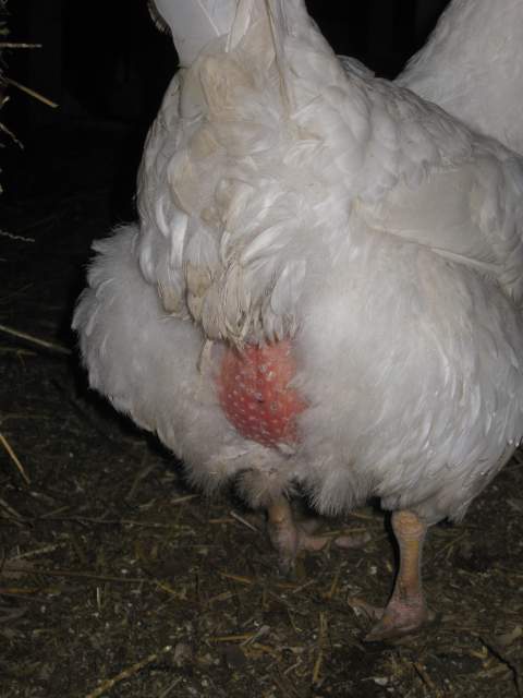 Does This Chicken Butt Look Normal Pictures Attached Backyard Chickens