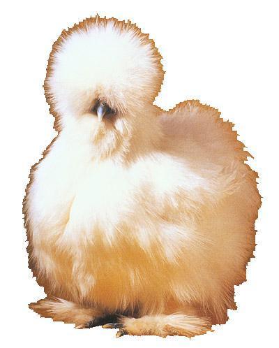 1961_chicken-bantams_silkie1.jpg