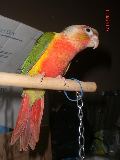 1961_chicks_6_2011_007.jpg