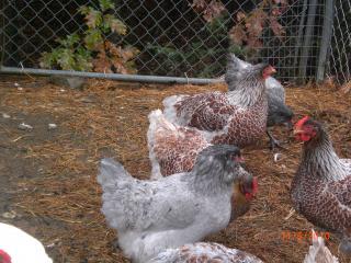 1961_picture_942.jpg
