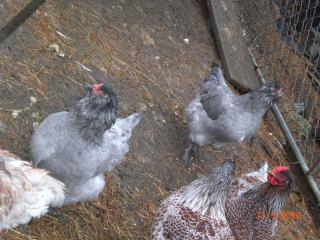 1961_picture_947.jpg