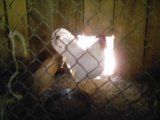 19645_chickens_015.jpg