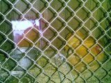 19645_chickens_026.jpg