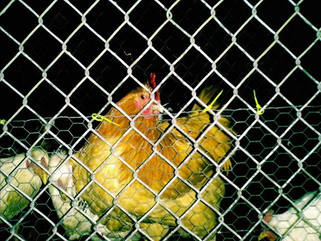 19645_picture_002.jpg