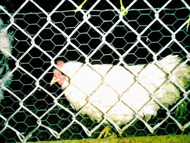19645_picture_003.jpg