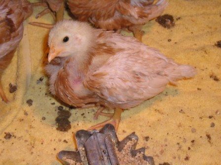 19658_chicken_enlarge_neck_004.jpg