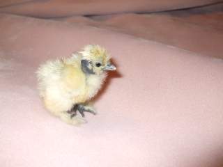 19672_chicks129_007.jpg