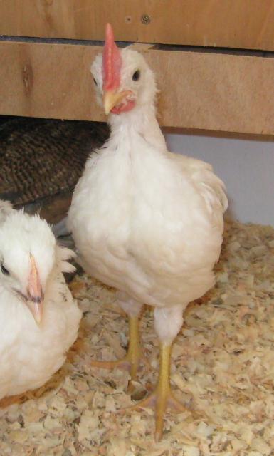 19676_white_leghorn_roo_2.jpg