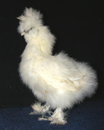 19712_pullet2.jpg