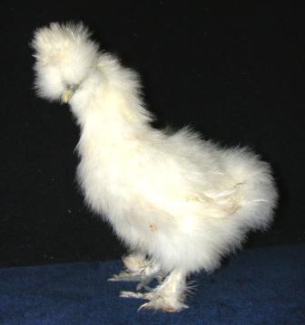 19712_pullet3.jpg