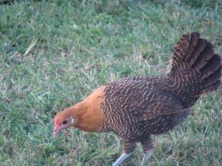 19748_2011_birds_117.jpg