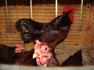 19748_chickens_001.jpg