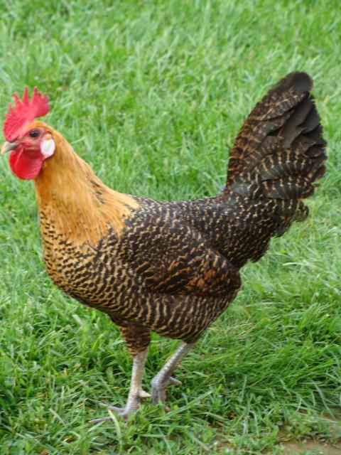 19748_chickens_013.jpg