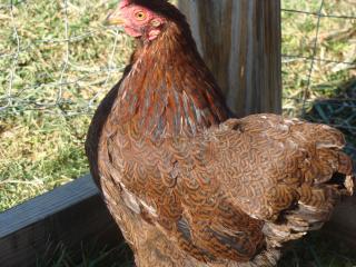 19748_chickens_054.jpg