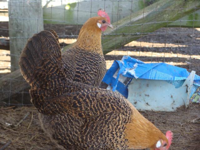 19748_chickens_059.jpg