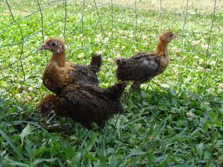 19748_meyer_chicks_022.jpg