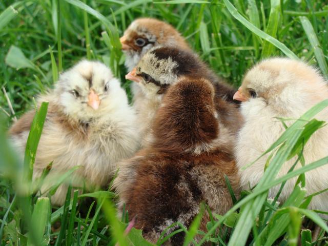 19748_mt_healthy_chicks_june_1_2011_019.jpg