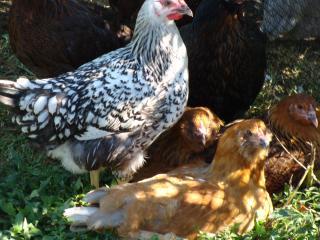 19748_pullets_005.jpg