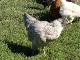 19748_pullets_011.jpg