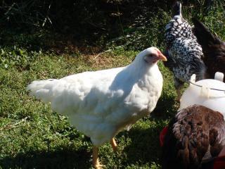 19748_pullets_018.jpg