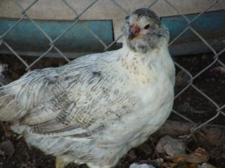 19748_pullets_047.jpg