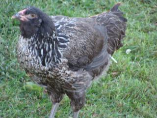 19748_pullets_049.jpg