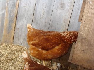 19748_winter_birds_008.jpg