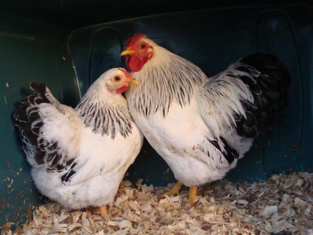 Columbian Bantams Show Em Off Page 2 Backyard Chickens Learn How To Raise Chickens