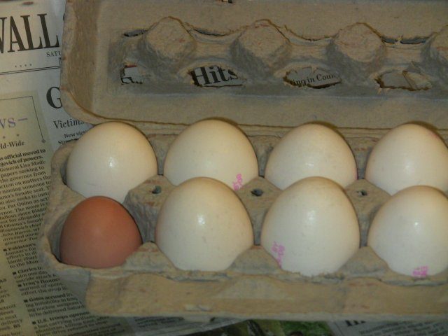 19764_eggvsjumbo.jpg