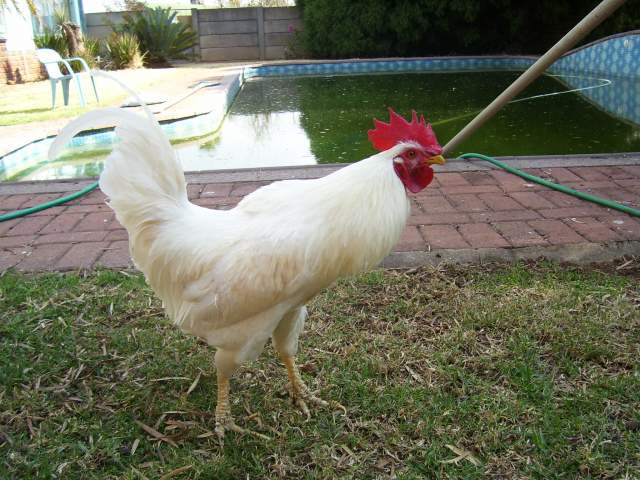 19771_203_ibony.jpg
