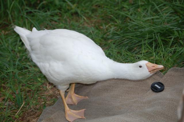 19814_dsc_1250.jpg