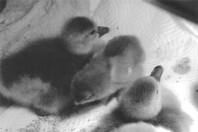 19822_baby_girl_geese.jpg